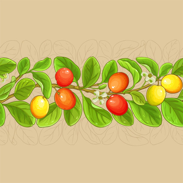 ximenia矢量模式图片下载