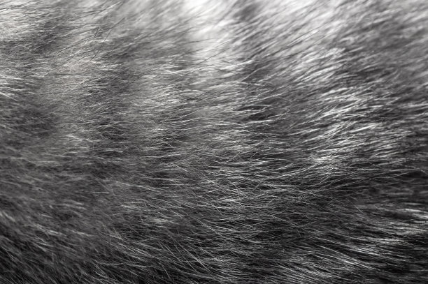 灰色猫毛的纹理。关闭了。自然的抽象背景。图片下载