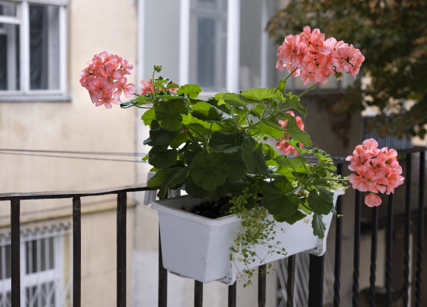 天竺葵花图片下载