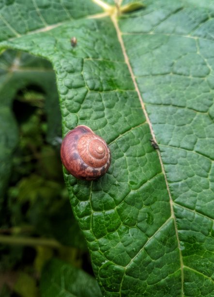 小蜗牛上面有绿叶木瓜图片下载
