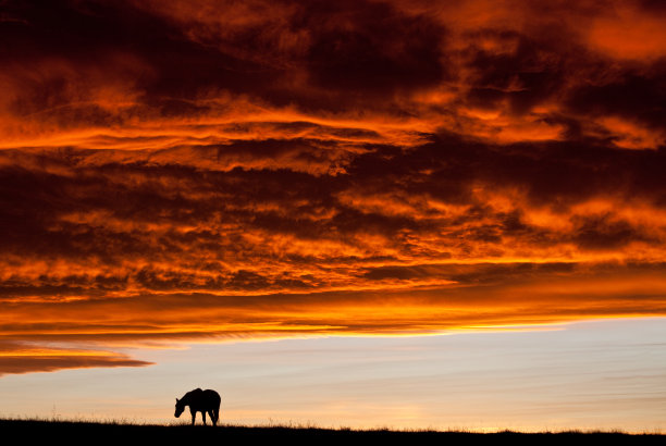 大平原上的一匹马，映衬着戏剧性的日落天空图片下载