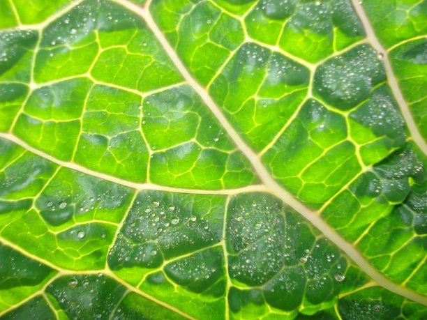 在花园中生长的具有叶脉和细胞的萨伏伊甘蓝。图片下载