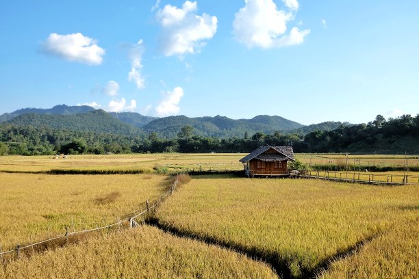 在泰国北部，黄色稻田在收获季节与当地的房子和山景相结合图片下载