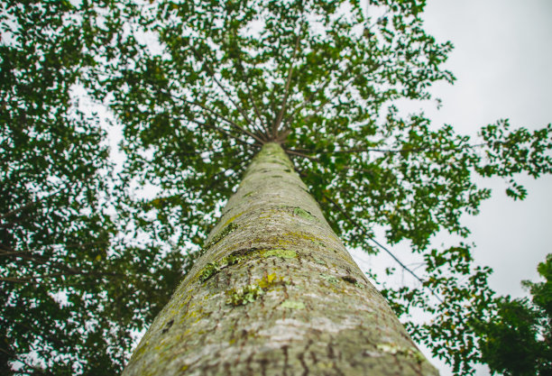 棵大树图片下载