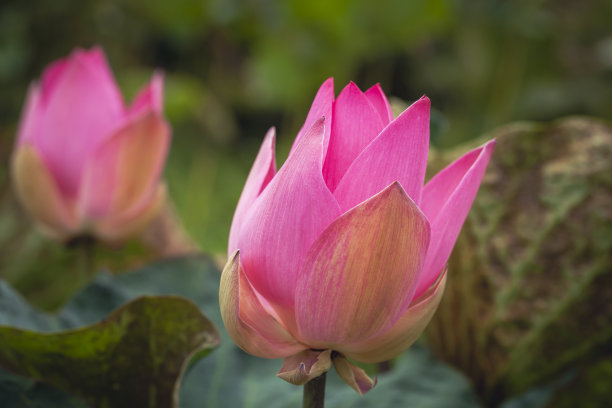 粉红色的睡莲味蕾。荷花。特写照片图片下载