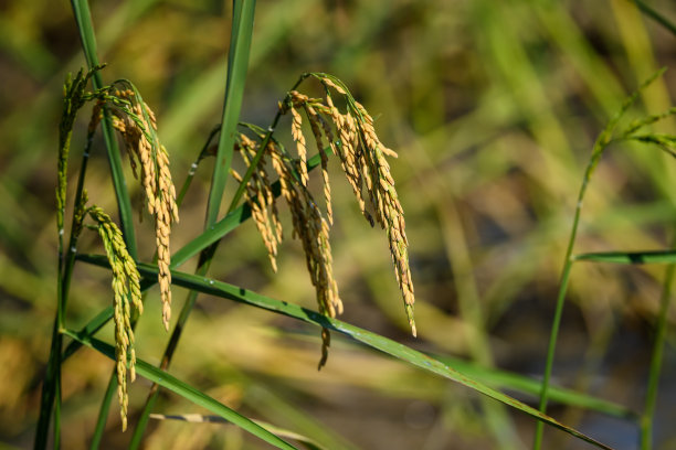 稻谷图片素材ID：389026686