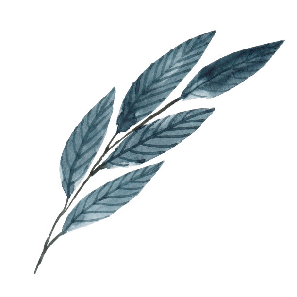 水彩蓝色的小枝与叶子孤立在白色的背景上。植物插图。植物的一部分。图片下载