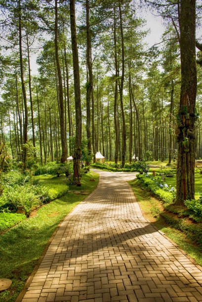 通往松树林的小路图片下载