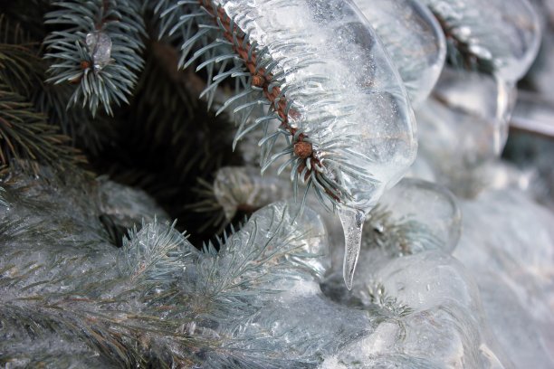 冷杉的树枝被冰冻住了。冰雨后的云杉。图片下载