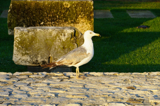 海鸥站在自然环境上。海鸥肖像图片下载
