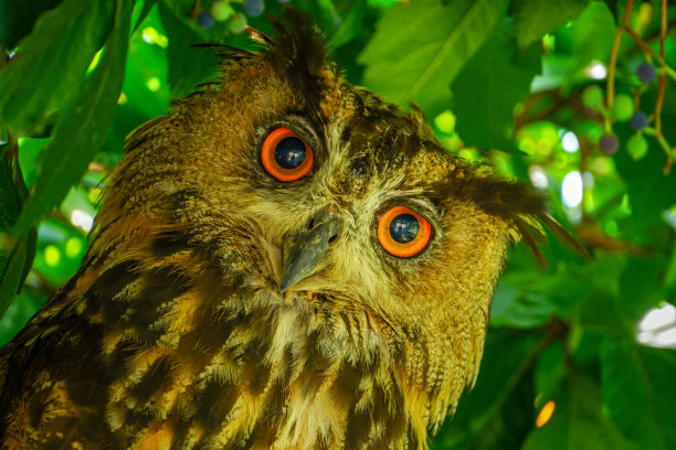 有角的大猫头鹰用橙色的眼睛瞪着眼睛图片下载