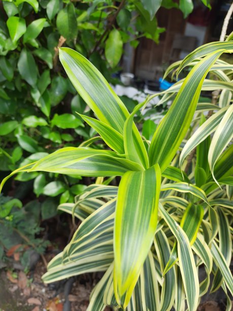 绿色植物图片下载