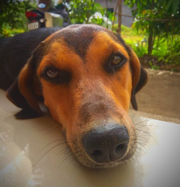 狗也会说话。图片下载