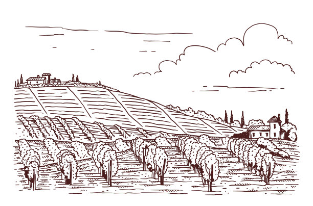 乡村景观与葡萄园或葡萄田矢量插图孤立。图片下载