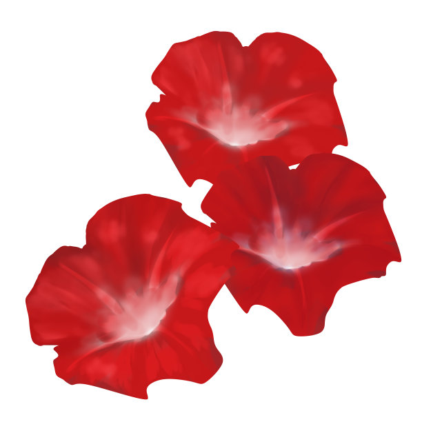 日本牵牛花图片下载