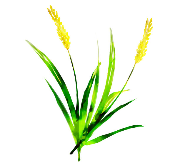 收割水稻图片下载