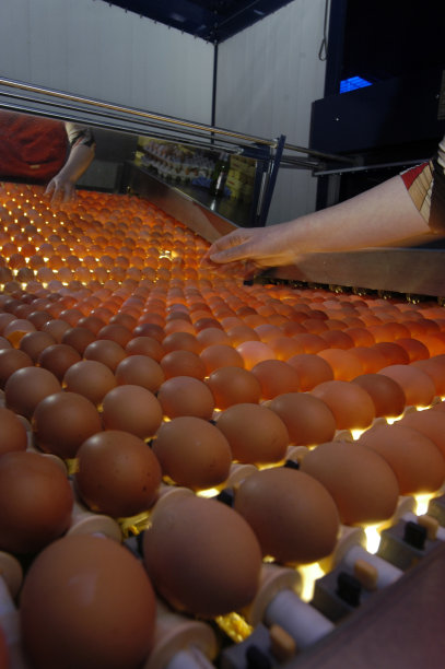 鸡蛋的工业质量控制图片下载
