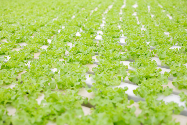 温室生菜水培栽培。图片下载