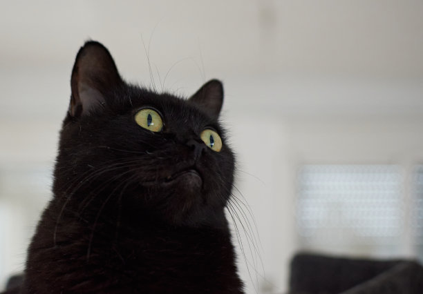 一个黄色眼睛的黑猫的特写镜头图片下载