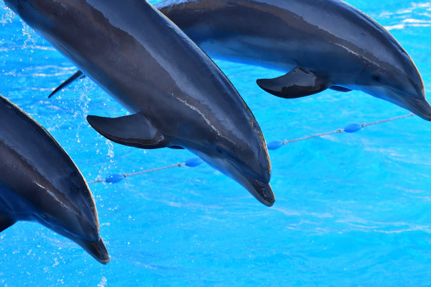 海豚跳图片下载