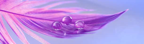 特写水滴在紫色羽毛上，旗帜。美丽的抽象的宏。时尚的艺术形象。有选择性的重点。图片下载