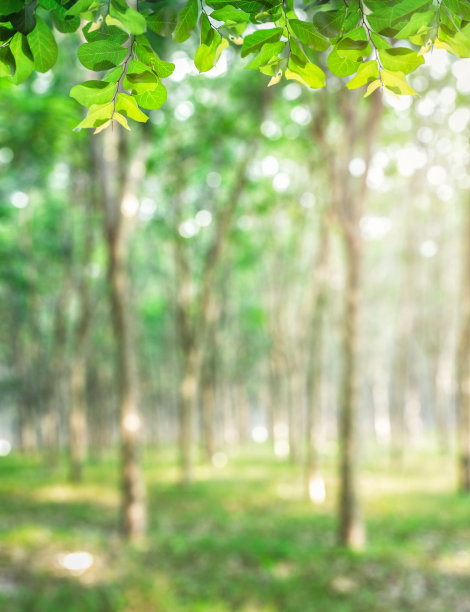 在东南亚的热带丛林在一个新鲜的绿色的落叶树的风景森林全景与太阳投射它的光线透过树叶。图片下载