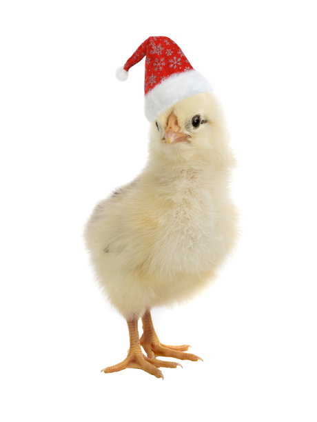 鸡在圣诞老人的帽子上孤立白色图片下载