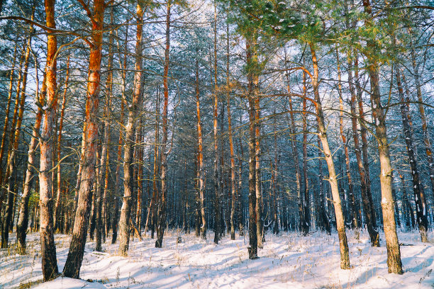 冬季森林中的松树树干图片下载