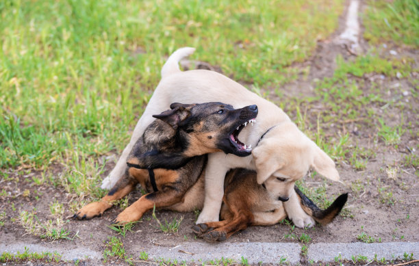 杂种狗和拉布拉多狗在草坪上玩耍图片下载