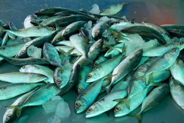 市场上的新鲜鲭鱼图片下载