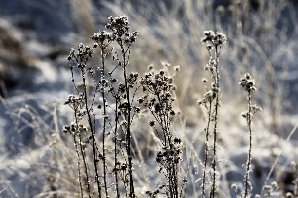 冬季自然背景。冬天的风景。雪中草地上有闪亮的霜。近距离观察覆盖着霜雪的草地。冬天大自然的美丽景色。弗罗斯特宏观照片。图片下载