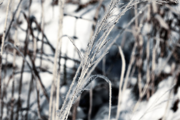 冬季自然背景。冬天的风景。雪中草地上有闪亮的霜。近距离观察覆盖着霜雪的草地。冬天大自然的美丽景色。弗罗斯特宏观照片。图片下载