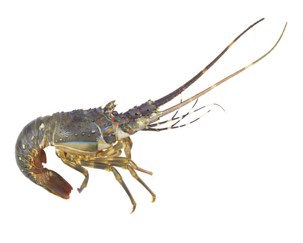 多刺龙虾孤立在白色背景图片下载