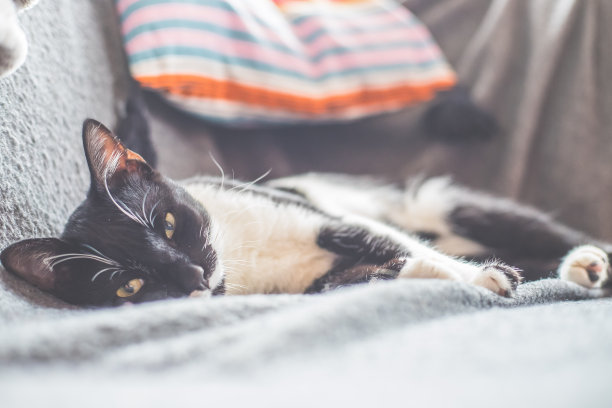 近距离图片的黑白猫放松在家里图片下载