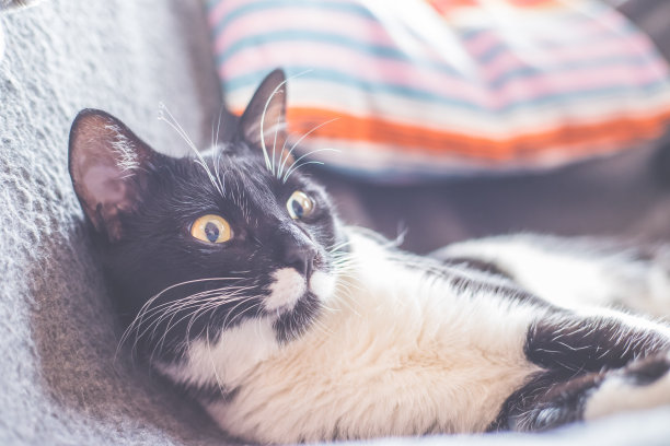 近距离图片的黑白猫放松在家里图片下载
