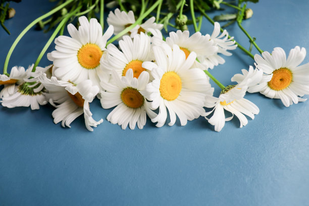 一束蓝色背景的白色雏菊和一个信封图片下载