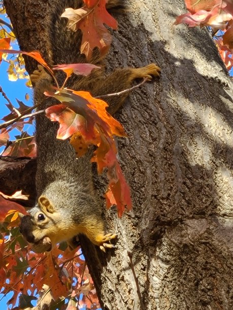 公园湖普莱诺公园系统图片下载