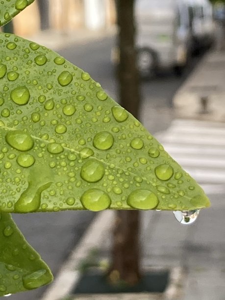 绿树的叶子上有雨滴图片下载