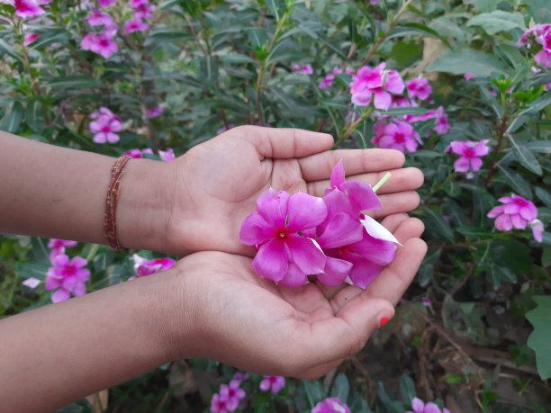 粉红长春花。图片下载