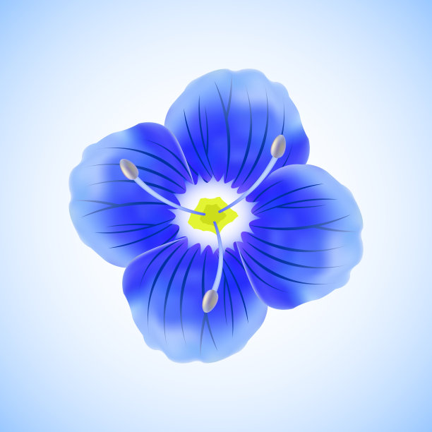 美丽的野花维罗妮卡·Chamadris孤立在白色和蓝色的背景上。矢量插图。图片下载