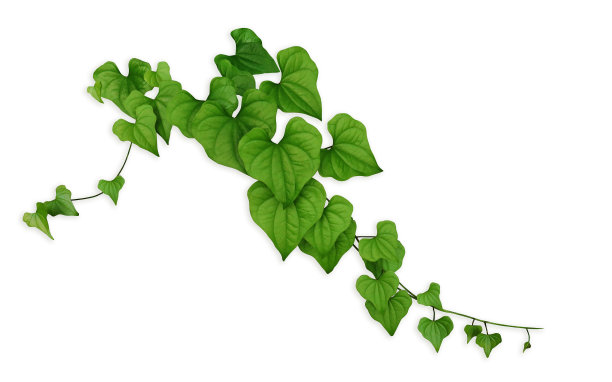 带有白色背景和剪切路径的叶子图像纹理图片下载