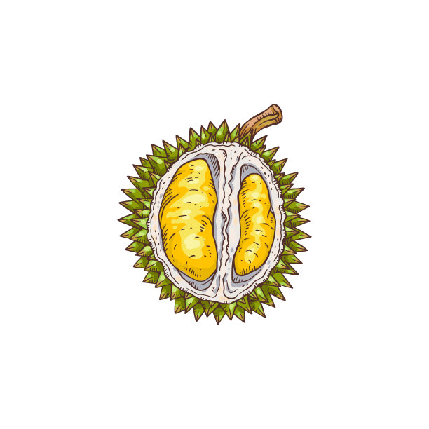 榴莲水果切成半手画新鲜食物孤立在白色的背景图片下载