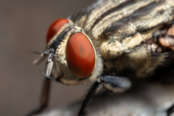 背景上家蝇眼的微距照片图片下载