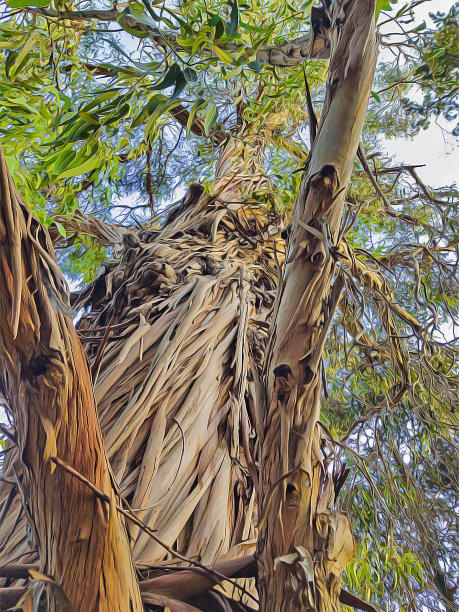 干树皮从树干和树枝上脱落图片下载