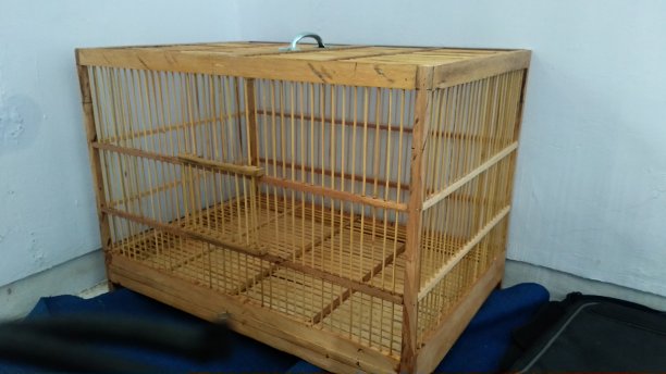 鸟洗澡图片下载