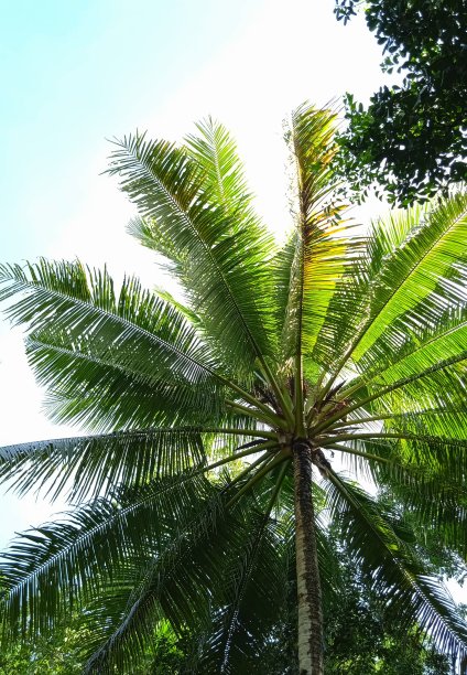 拉贾安帕群岛的椰子树图片下载