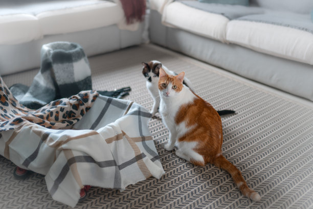 两只家猫站在一个手提箱旁边，看着摄像机图片下载