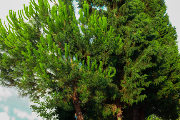 树和蔬菜图片下载