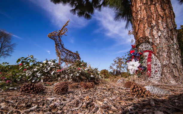 圣诞节的梦想。图片下载