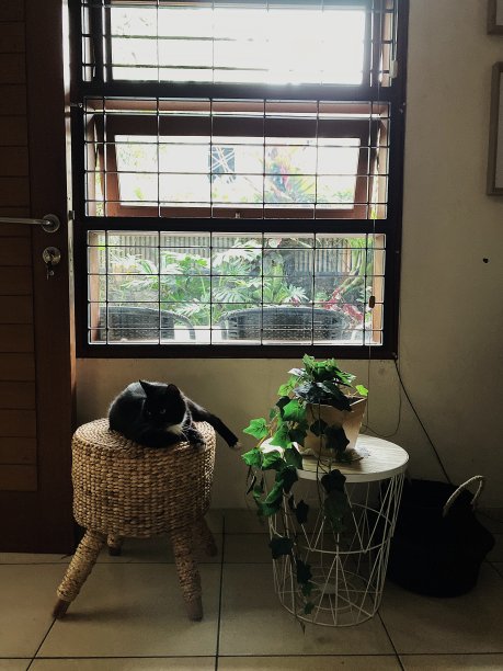 窗户下的猫图片下载